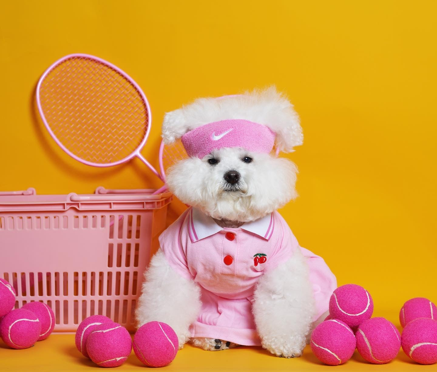 pet accessories
