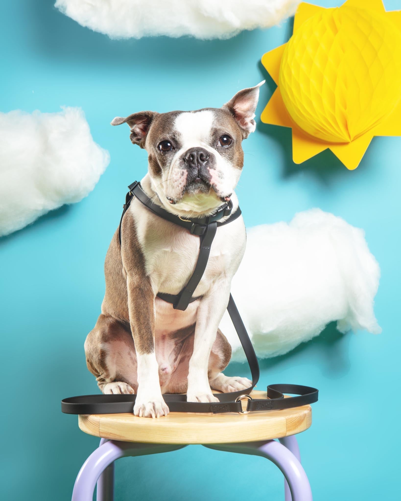 dog collars and leashes