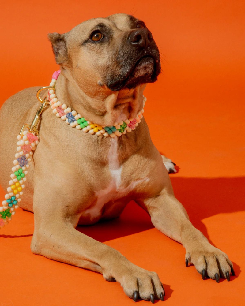 Beaded dog leash