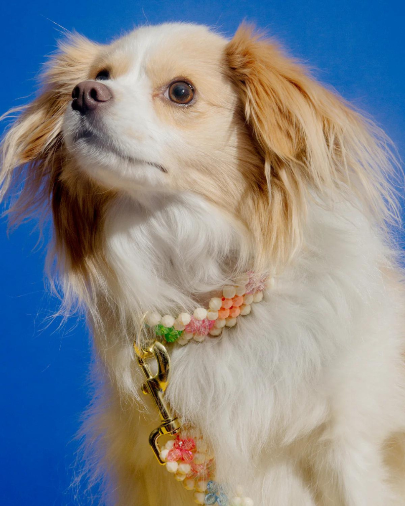 Beaded dog leash