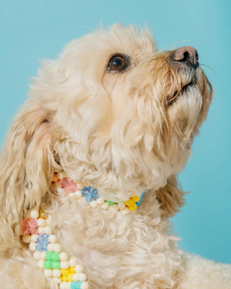 Beaded dog leash