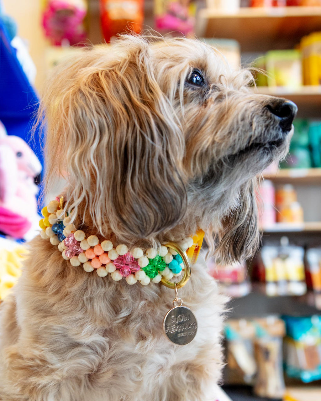 Beaded dog collar