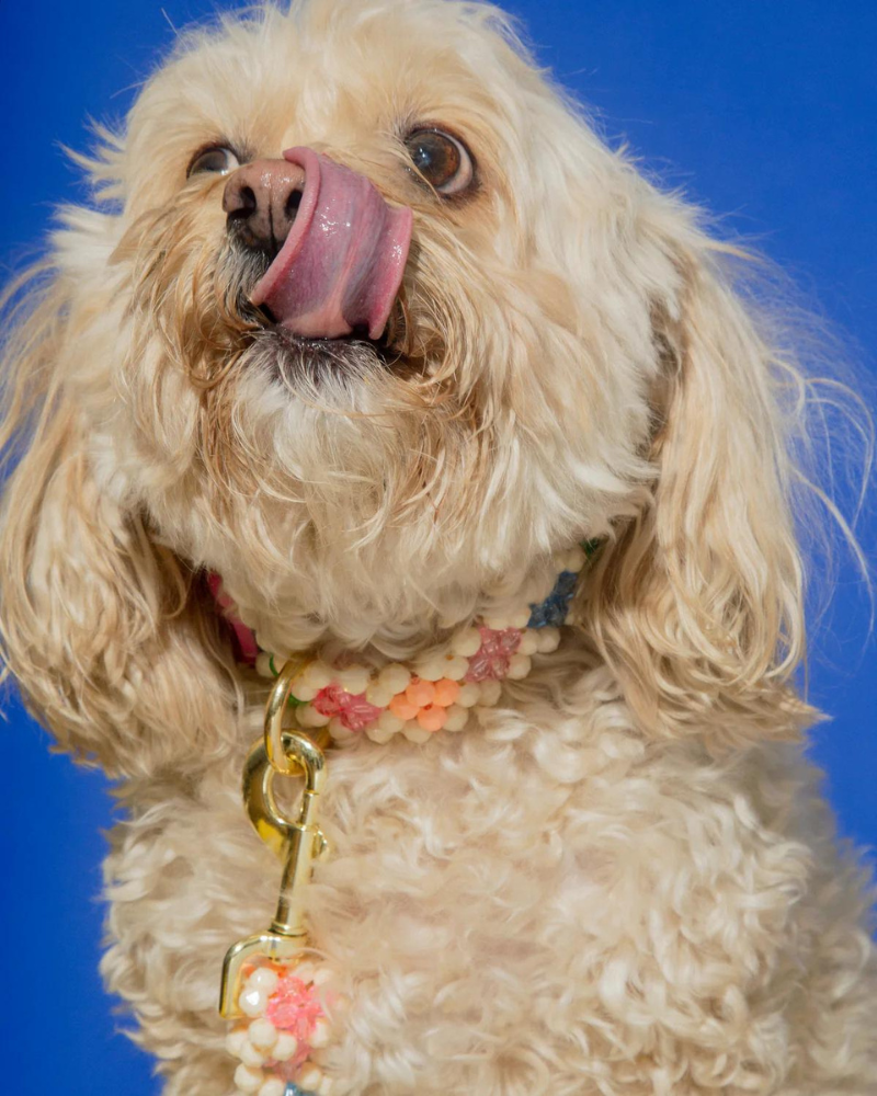 Beaded dog collar