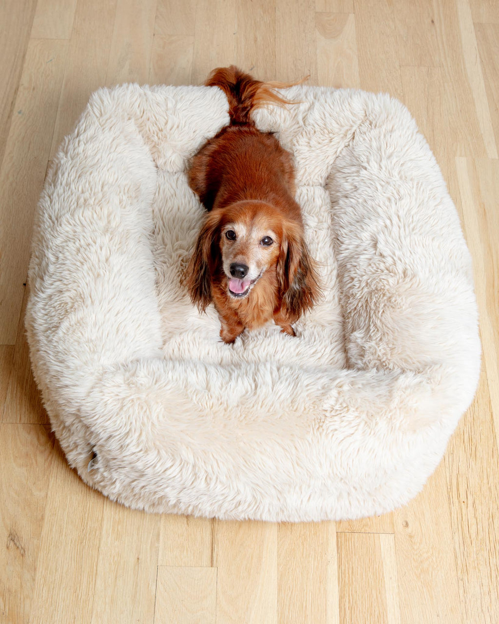 Cherry blossom pattern dog bed