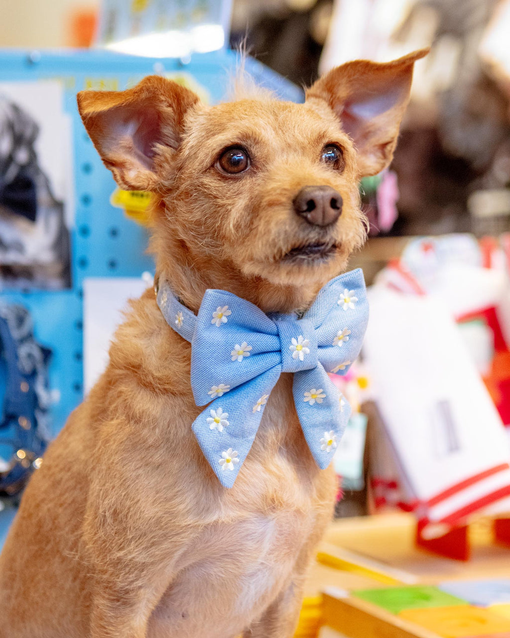 Daisy Embroidered Lady Dog Bow