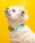 Side-fastening dog collar
