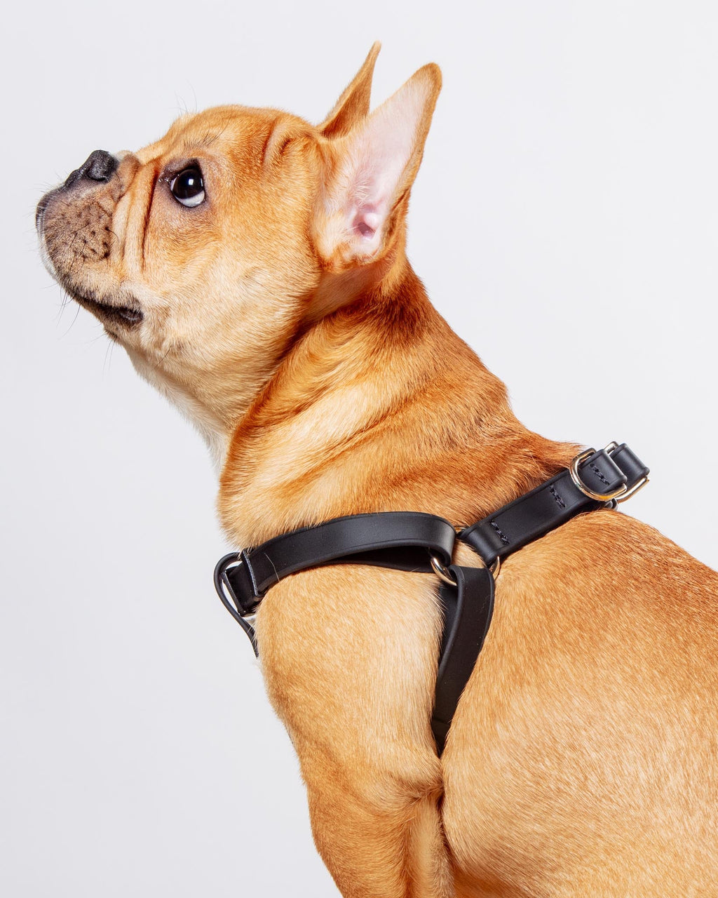 Waterproof dog harness
