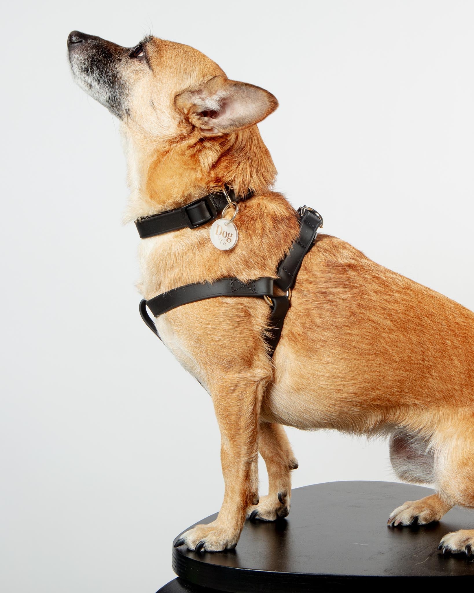 Waterproof dog harness