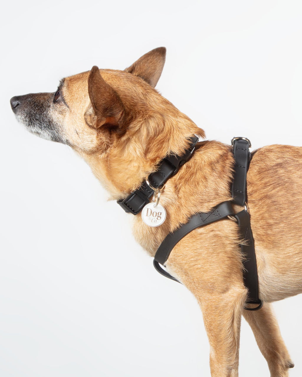 Waterproof dog harness
