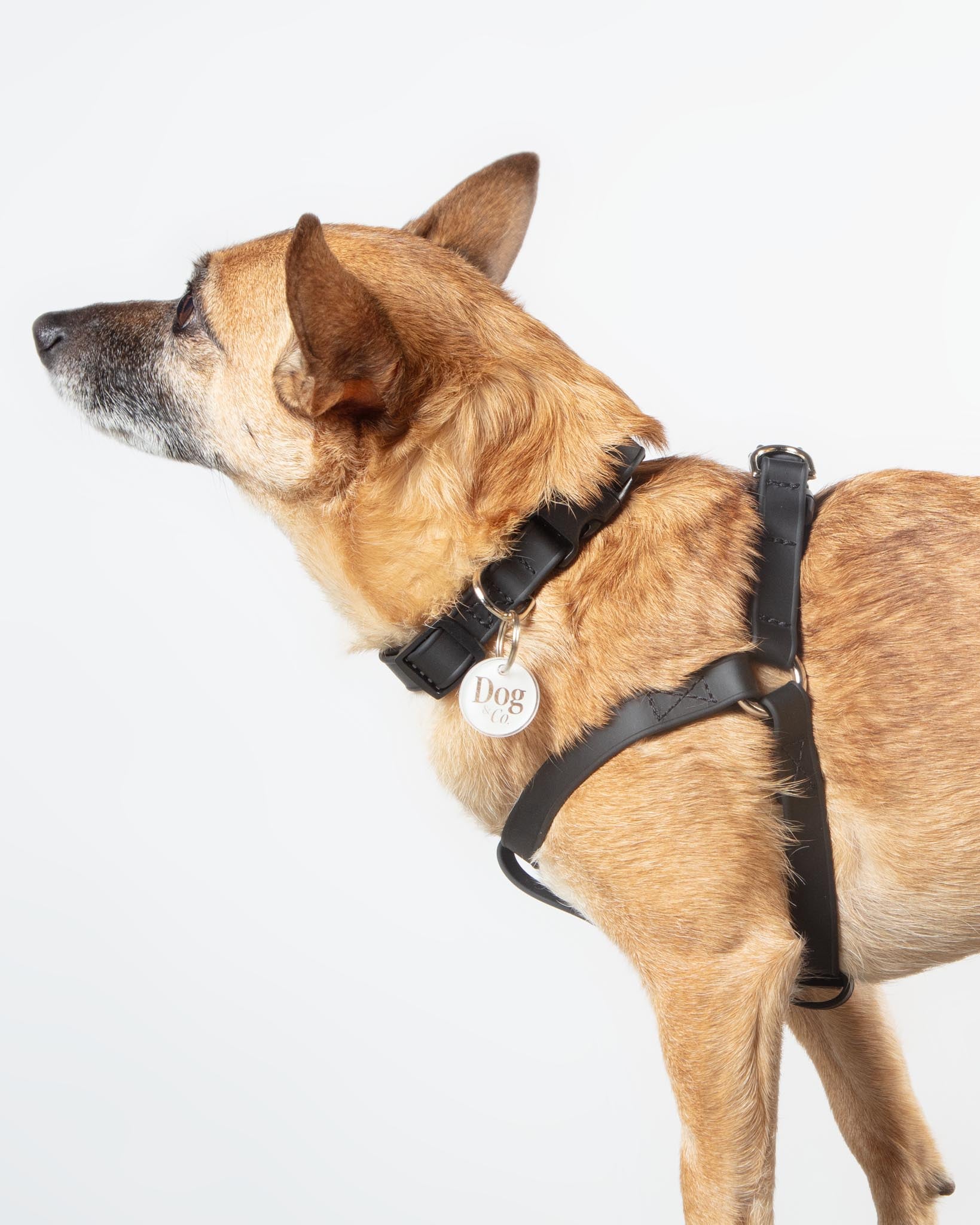 Waterproof dog harness