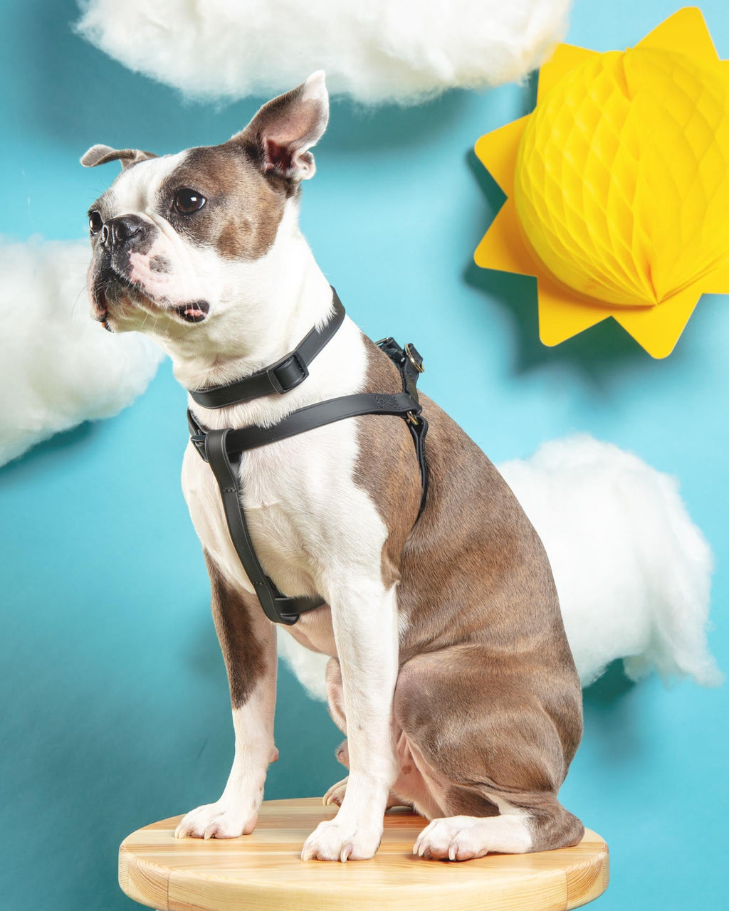 Waterproof dog harness